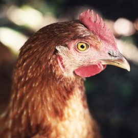 Aturan Taruhan Sabung Ayam Online