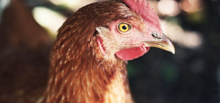 Aturan Taruhan Sabung Ayam Online