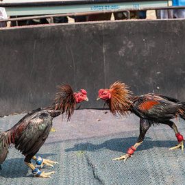 Trik Jitu Agar Menang Judi Sabung Ayam